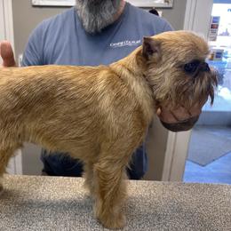 Brussels Griffon puppies from Cinnabar Brussels Griffons