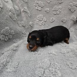 Blue - Black and tan male Dachshund puppy in Mulberry, Florida from J's Mini Dachshunds