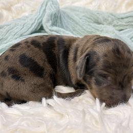 Ranger - Dapple male Dachshund puppy in Atwater, California from Jes & 3 weens