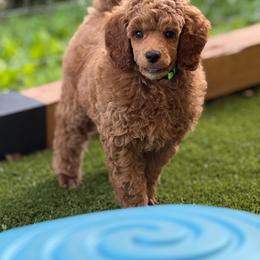Hendrix - Red  male Poodle puppy in Mount Vernon, Illinois from AMC Poodles