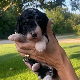 Laken - Tri-color female Bernedoodle puppy in Millsap, Texas from Gaston’s Posh Poodles and Doodles