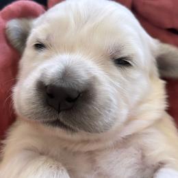 Girl 4 - Light golden female Golden Retriever puppy in Manti, Utah from Arrowhead Kennels