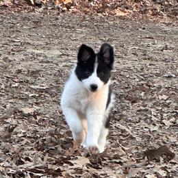 Burt - Black and white male Border Collie puppy in Jonesboro, Arkansas from Hampton Border Collies