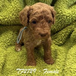 TF2729 - Caramel female Australian Labradoodle puppy in Easley, South Carolina from Royal Diamond Australian Labradoodles