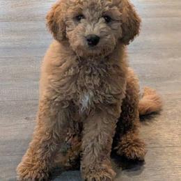 Goldendoodle Puppies from Mini Island Doodles