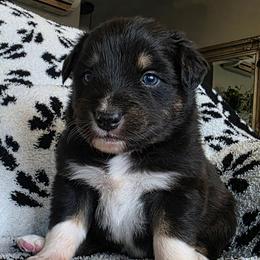 Soursop - Black tri-color male Australian Shepherd puppy in Albany, Oregon from Red Cloud Australian Shepherds and DeGray Great Danes & Bulldogs