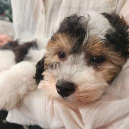 Tiger - Parti male Poodle puppy in Saint Cloud, Florida from Rising Star Kennels