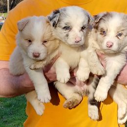Border Collie Puppies from HarborMist