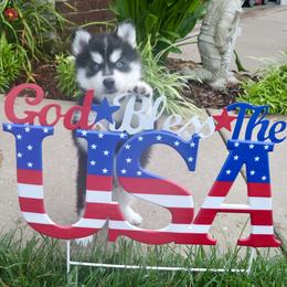 Blue Collar - Black and white male Pomsky puppy in St. Peters, Missouri from Saint Peters Pomskies