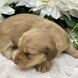 Creed - Cream male Dachshund puppy in Exeter, California from Sawtooth Miniature Dachshunds