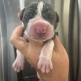 Mr Fantastic - Mantle male Great Dane puppy in Florida from Beachside Kennels