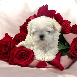 Parker - White Maltese puppy in Mooresville, North Carolina from Clearview Canines