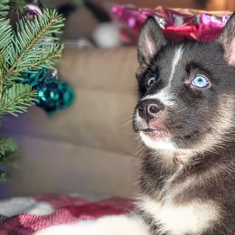 Almond - Black tan and white Siberian Husky puppy in Saint Louis, Missouri from The Cosmic Critters