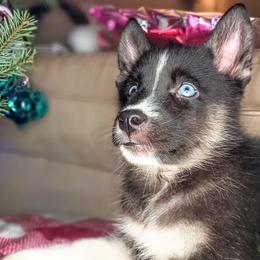 Almond - Black tan and white Siberian Husky puppy in Saint Louis, Missouri from The Cosmic Critters