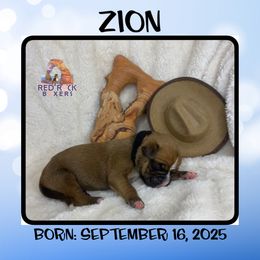 Zion - Fawn male Boxer puppy in Cache County, Utah from Red Rock Boxers
