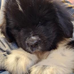 Half Pint - White and black female Newfoundland puppy in Honey Grove, Pennsylvania from Heinrich Family Newfoundlands