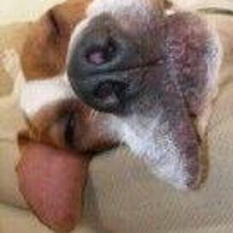 Garrett - Pointer