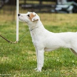 Divine - Jack Russell Terrier