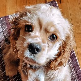 Turbo - Cocker Spaniel