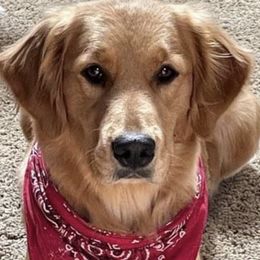 Dixie - Golden Retriever