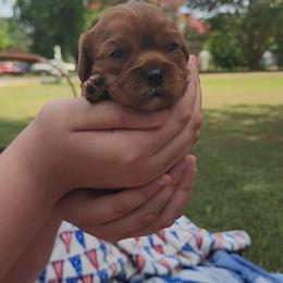 Alexander - Ruby male Cavalier King Charles Spaniel puppy in London, Arkansas from Frosty’s Cavaliers