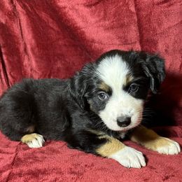Girl 3 - Black tri female Toy Australian Shepherd puppy in Hokes Bluff, Alabama from Alegria Toy Aussies