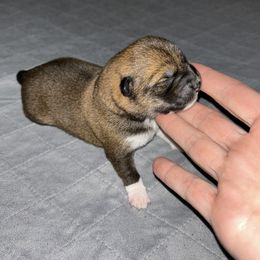 Mocha - Red Shiba Inu puppy in Vacaville, California from Sunbeam Shiba Inus