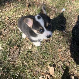 American Corgi Puppies from Whitecreek Corgis of Columbus, IN