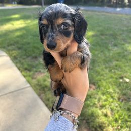 Birdie - Dapple female Dachshund puppy in Rusk, Texas from S&C Doxies