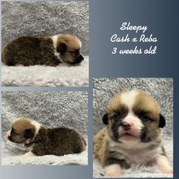 Sleepy - Red male Pembroke Welsh Corgi puppy in Stephenville, Texas from Rising JM Pembrokes