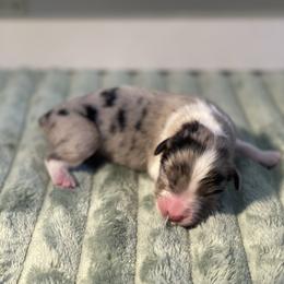 Cypress - Blue merle male Australian Shepherd puppy in Salinas, California from AA Aussies