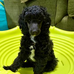 Lark - Black male Poodle puppy in Peyton, Colorado from Fuzzybottoms Ranch LLC