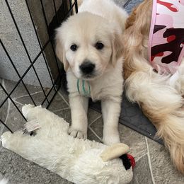 Golden Retriever Puppies from Retrieving Goldens