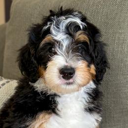 Yuma - Tri-color female Bernedoodle puppy in Gilbert, Arizona from 5280 Bernedoodles