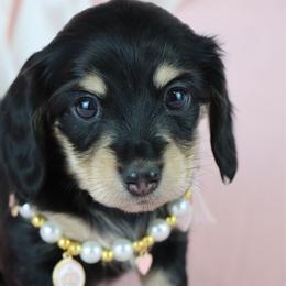 Lucy - Black and cream female Dachshund puppy in Wakarusa, Indiana from PuppyLove Dachshunds