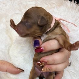 Ms Light Pink - Sable female Aussiedoodle puppy in Georgetown, Texas from Mc Doodles of Texas LLC