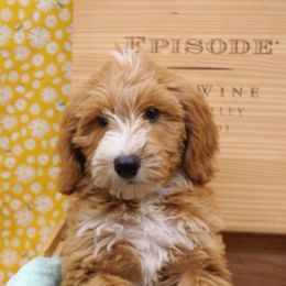 Australian Labradoodles and Goldendoodles from AKAs Doodles and Poodles, LLC