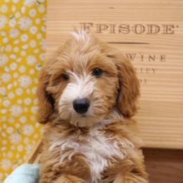 Australian Labradoodles and Goldendoodles from AKAs Doodles and Poodles, LLC