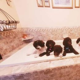 Goldendoodle Puppies from Lesia's Goldendoodles