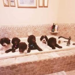 Goldendoodle Puppies from Lesia's Goldendoodles