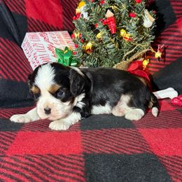 AKC- Tri Colored Boy - Tri-color male Cavalier King Charles Spaniel puppy in Raymondville, Missouri from Puppy PlayPen
