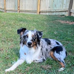 Bailey - Australian Shepherd