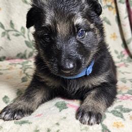Boy 3 - Black and tan male German Shepherd puppy in Allentown, Pennsylvania from VMH Shepherds