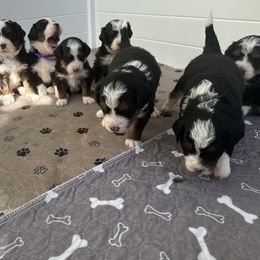 Bernedoodle Puppies from Cali Bernedoodles