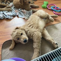 Goldendoodle Puppies from Honeydoodles