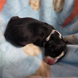 Finn - Black male Border Collie puppy in Gary, Indiana from Lake Ridge Border Collies