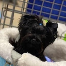 “Kole” - Yorkshire Terrier