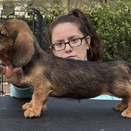 Dachshund Puppies from Passport Dachshunds