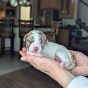 Black Girl - Brown female Whoodle puppy in Kalispell, Montana from Countryman Whoodles