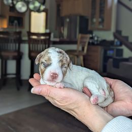 Black Girl - Brown female Whoodle puppy in Kalispell, Montana from Countryman Whoodles